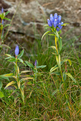 Gentiana linearis