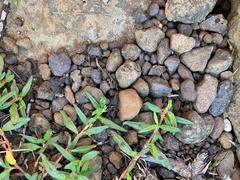 Persicaria prostrata