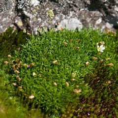 Mononeuria groenlandica