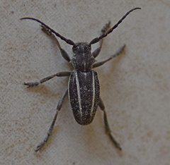 Neodorcadion bilineatum