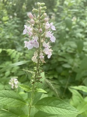 Teucrium canadense
