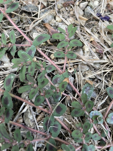 photo of Spotted Spurge (Euphorbia maculata)