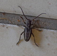 Neodorcadion bilineatum