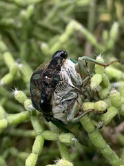 Neotibicen tibicen