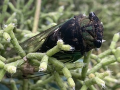 Neotibicen tibicen