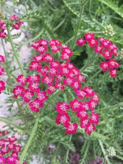Achillea millefolium