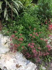 Achillea millefolium