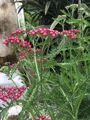 Achillea millefolium