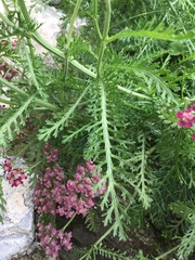 Achillea millefolium