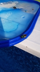 Buprestis viridisuturalis