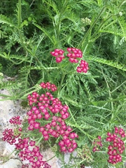 Achillea millefolium