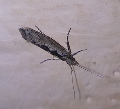 Ypsolopha vittella