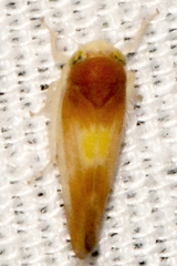 Colladonus setaceus