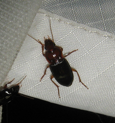 Amphasia interstitialis