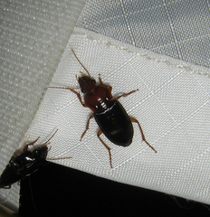 Amphasia interstitialis