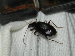 Platynus tenuicollis