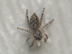 Platycryptus undatus