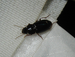 Selenophorus opalinus