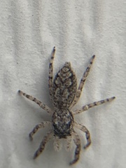 Platycryptus undatus