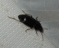 Selenophorus opalinus