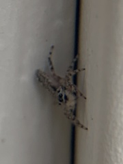 Platycryptus undatus