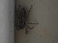 Platycryptus undatus