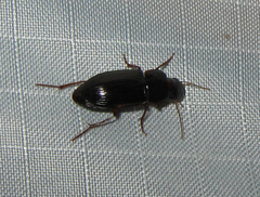 Selenophorus opalinus