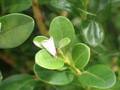 Argyria gonogramma