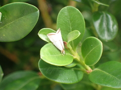 Argyria gonogramma