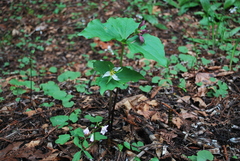 Trillium ovatum ovatum