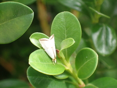 Argyria gonogramma