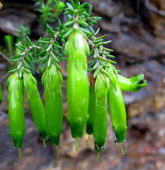 Erica viridiflora viridiflora