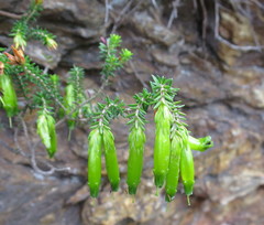 Erica viridiflora viridiflora