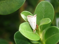 Argyria gonogramma
