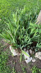 Iris × hybrida