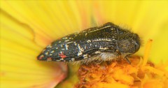 Acmaeodera mudgei