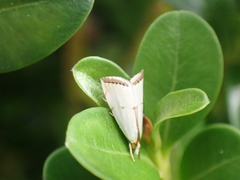 Argyria gonogramma
