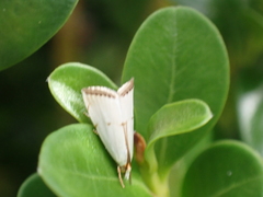 Argyria gonogramma