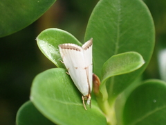Argyria gonogramma