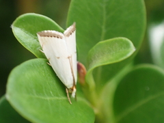 Argyria gonogramma
