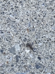 Camponotus herculeanus