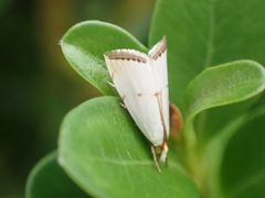 Argyria gonogramma
