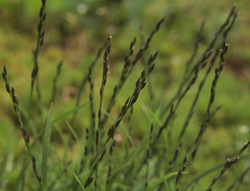 Muhlenbergia filiformis