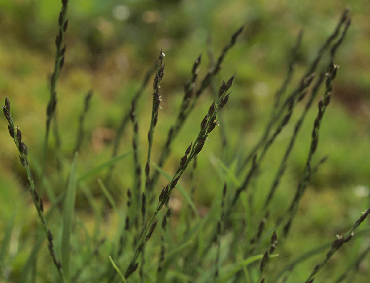 Muhlenbergia filiformis