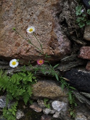 Erigeron karvinskianus