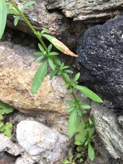 Erigeron karvinskianus
