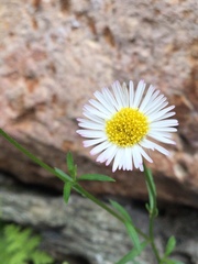 Erigeron karvinskianus