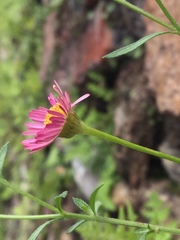 Erigeron karvinskianus