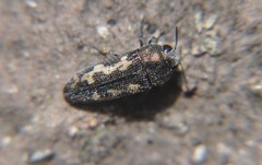 Acmaeodera setosa