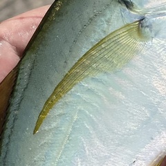 Chloroscombrus chrysurus